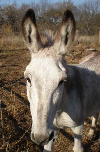 Guard Donkeys Image